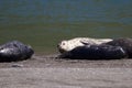 Alifornia. Seals are on the mouth of the Russian River